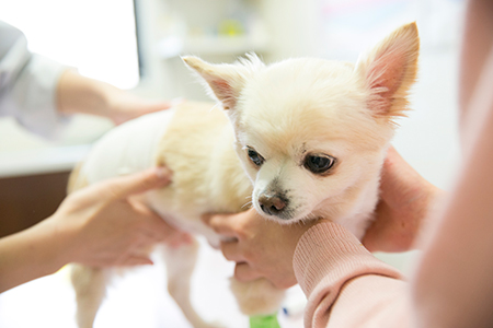 ノミ・マダニ予防