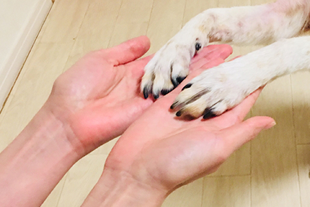 フィラリア予防