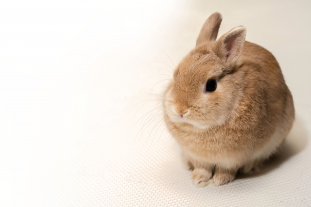 エキゾチックアニマルについて